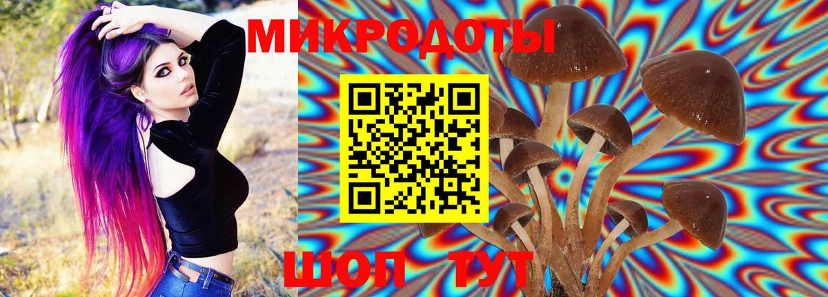 Псилоцибиновые грибы Psilocybe Калининград